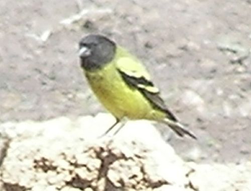 Ethiopian siskin